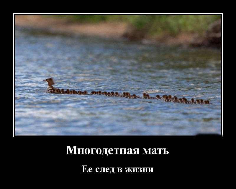 Podborka luchshikh demotivatorov 502 051